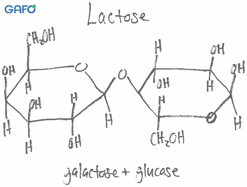 Lactose là gì? Thông tin cần thiết về Lactose